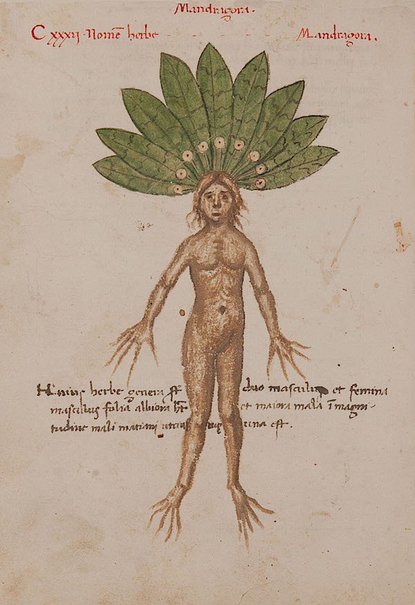 Mandragora