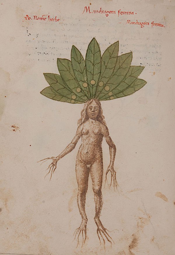 Mandragora foemina